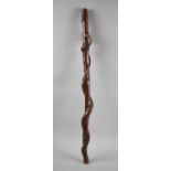 A Rootstock Walking Stick, 86cm Long
