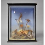 A Cased Butterfly Diorama, with Paper Label Verso Detailing Species, 20cm wide and 26.5cm High