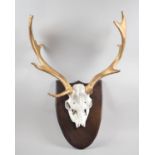 A Painted Deer Antler and Skull Trophy on Shield Wall Hanging