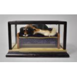An Early 20th Century Cased and Glazed Diorama Depicting Reclining Dog on Sofa, Plinth Base, 20.