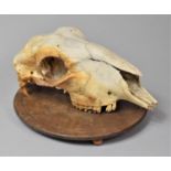 An Early 20th Century Weathered Sheep Skull on a Circular Wooden Base, 26cm Wide