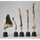 A Late 19th Century Medical Teaching Aid: Five Human Bones Mounted on Turned Ebonised Wooden