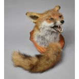 A 20th Century Taxidermy Hunting Trophy in the form of a Fox's Head and Brush