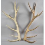 Two Seven Point Trophy Antlers, each 75cm High