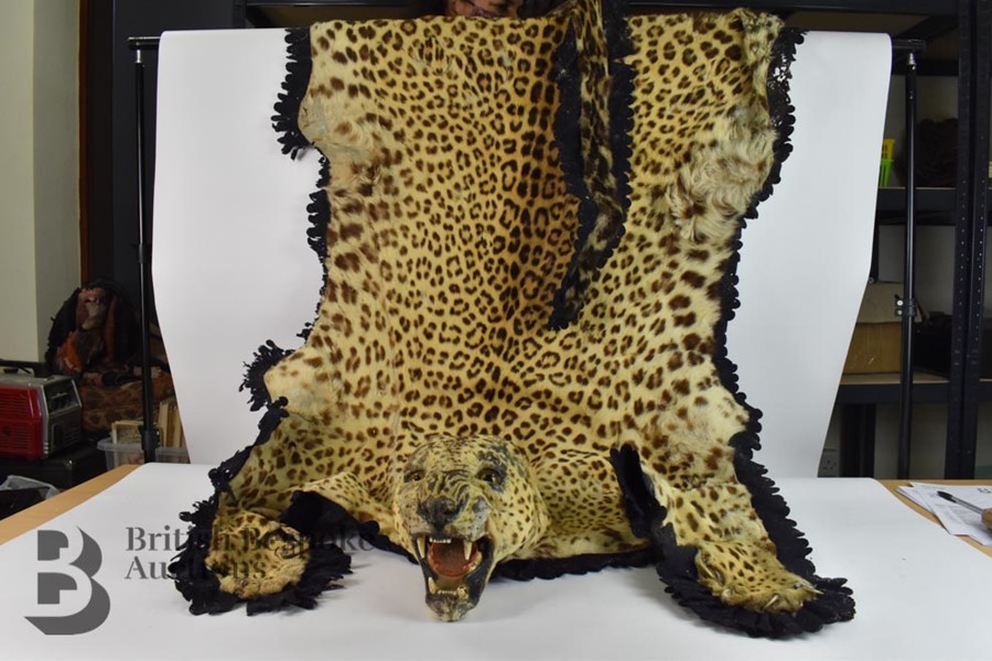 Early 20th Century Leopard Skin - Image 2 of 2