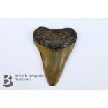 Fossilized Shark Tooth