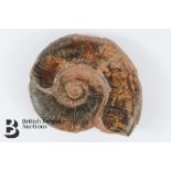Cretaceous Period Ammonite Fossil