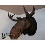 Taxidermy Moose Head
