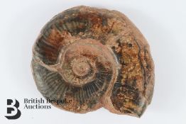 Cretaceous Period Ammonite Fossil