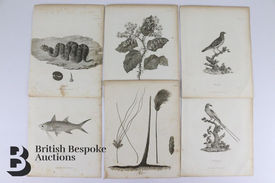 Quantity of Mounted Book Plates - Image 10 of 10