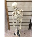 A VINTAGE ARTICULATED SKELETON ON WEIGHTED STAND 86CM