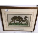 AN EARLY PRINT (CONRAD GESSNER) DE CAMELO FRAMED AND GLAZED