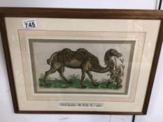 AN EARLY PRINT (CONRAD GESSNER) DE CAMELO FRAMED AND GLAZED