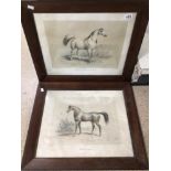 TWO FRAMED AND GLAZED CIRCA LATE 19TH CENTURY FRENCH ARABIAN HORSE PRINTS 62 X 53CM