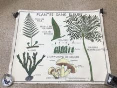 A VINTAGE FRENCH EDUCATIONAL PLANT DOUBLE-SIDED POSTER 90 X 75CM, UK P&P £15
