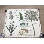 A VINTAGE FRENCH EDUCATIONAL PLANT DOUBLE-SIDED POSTER 90 X 75CM, UK P&P £15