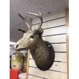 A VINTAGE TAXIDERMY WALL MOUNTED DEER HEAD A/F APPROX 50CM LONG