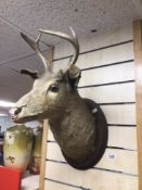 A VINTAGE TAXIDERMY WALL MOUNTED DEER HEAD A/F APPROX 50CM LONG