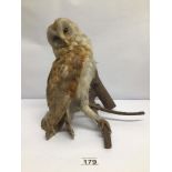 A VINTAGE TAXIDERMY BARN OWL MOUNTED ON A BRANCH FOR WALL MOUNTING, APPROX 32CM IN LENGTH FROM