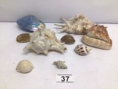 A SMALL COLLECTION OF SEASHELLS