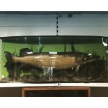 A LARGE BOW FRONTED CASED VICTORIAN TAXIDERMY PIKE 110 X 45CM