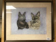 A FRAMED AND GLAZED WATERCOLOUR SIGNED JOSIE STEVENSON OF TWO SIAMESE CATS 56 X 47CM