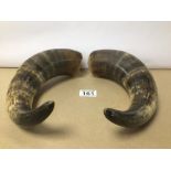 A PAIR OF VINTAGE HORNS, 27CM