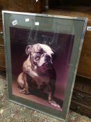 ADRIAN FLOWERS (1926-2016) PHOTOGRAPH OF A BULLDOG SIGNED ON MOUNT FRAMED AND GLAZED, 56 X 78CM