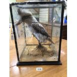 A GLASS CASED A/F VICTORIAN TAXIDERMY OF A KOOKABURRA 40 X 30 X30CM