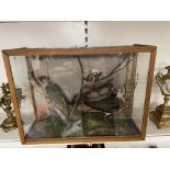 A GLASS CASED DIORAMA BY W.CHACKLEY TAXIDERMIST OF THREE BIRDS, WOODPECKER AND MORE, 62 X 46CM