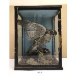 A GLASS CASED TAXIDERMY SPARROWHAWK WITH PREY, 41 X 20 X 30CM