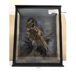 A VICTORIAN GLASS CASED TAXIDERMY OF A TAWNY OWL BY A.J HILL OF GRAVELEY HERTFORDSHIRE, 44 X 35 X