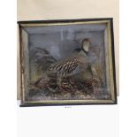A VICTORIAN CASED TAXIDERMY OF A PARTRIDGE, 40 X 35 X 14CM