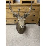 AN EARLY STAGS HEAD TAXIDERMY