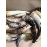 BOX OF TWELVE VINTAGE COW HORNS