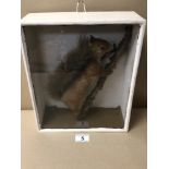 CASED TAXIDERMY OF A RED SQUIRREL