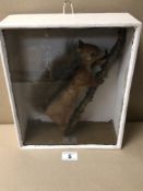 CASED TAXIDERMY OF A RED SQUIRREL
