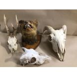 TAXIDERMY, MOUNTED FOX HEAD WITH THREE BOVINE SKULLS