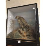 VICTORIAN CASED TAXIDERMY OF A BUZZARD, 57CM