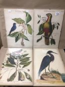 COLLECTION OF FOUR TROPICAL BIRDS PRINTS WITH FOREIGN TEXTS/DESCRIPTIONS INCLUDES LATIN, SPANISH,