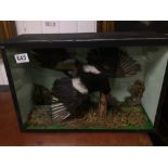 A VINTAGE CASED TAXIDERMY OF A MAGPIE