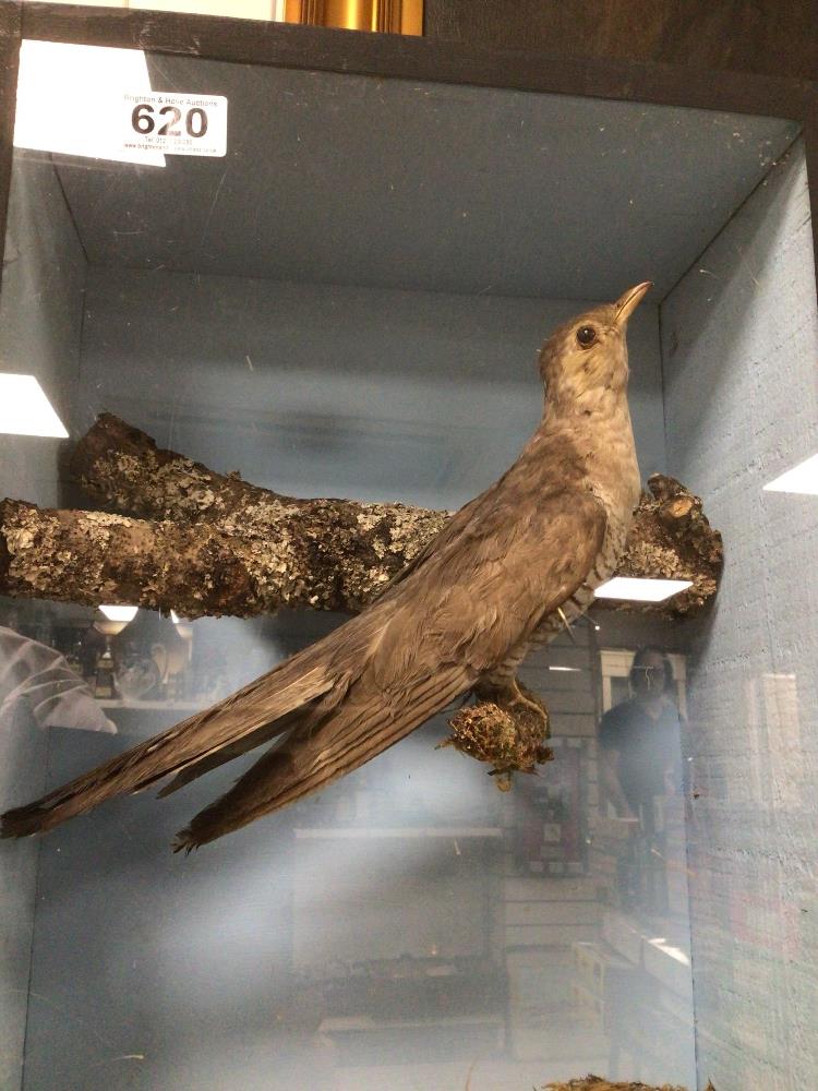 A CASED TAXIDERMY OF A CUCKOO - Image 3 of 5