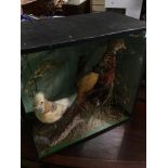 CASED TAXIDERMY, GOLDEN PHEASANT