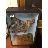 A CASED TAXIDERMY OF A CUCKOO