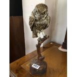 TAXIDERMY OF A LITTLE OWL