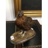 TAXIDERMY OF A GROUSE