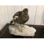 TAXIDERMY ROCK PTARMIGAN