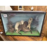 A CASED TAXIDERMY OF TWO STOATS 50 X 33 CM