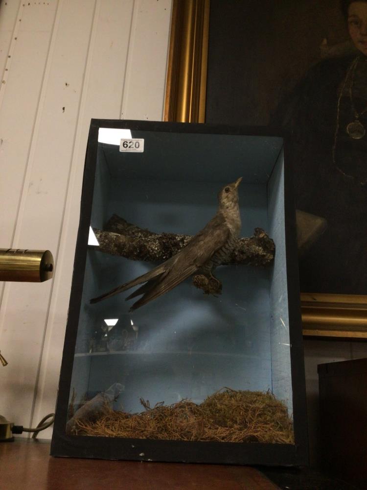 A CASED TAXIDERMY OF A CUCKOO - Image 2 of 5