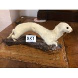 TAXIDERMY STOAT